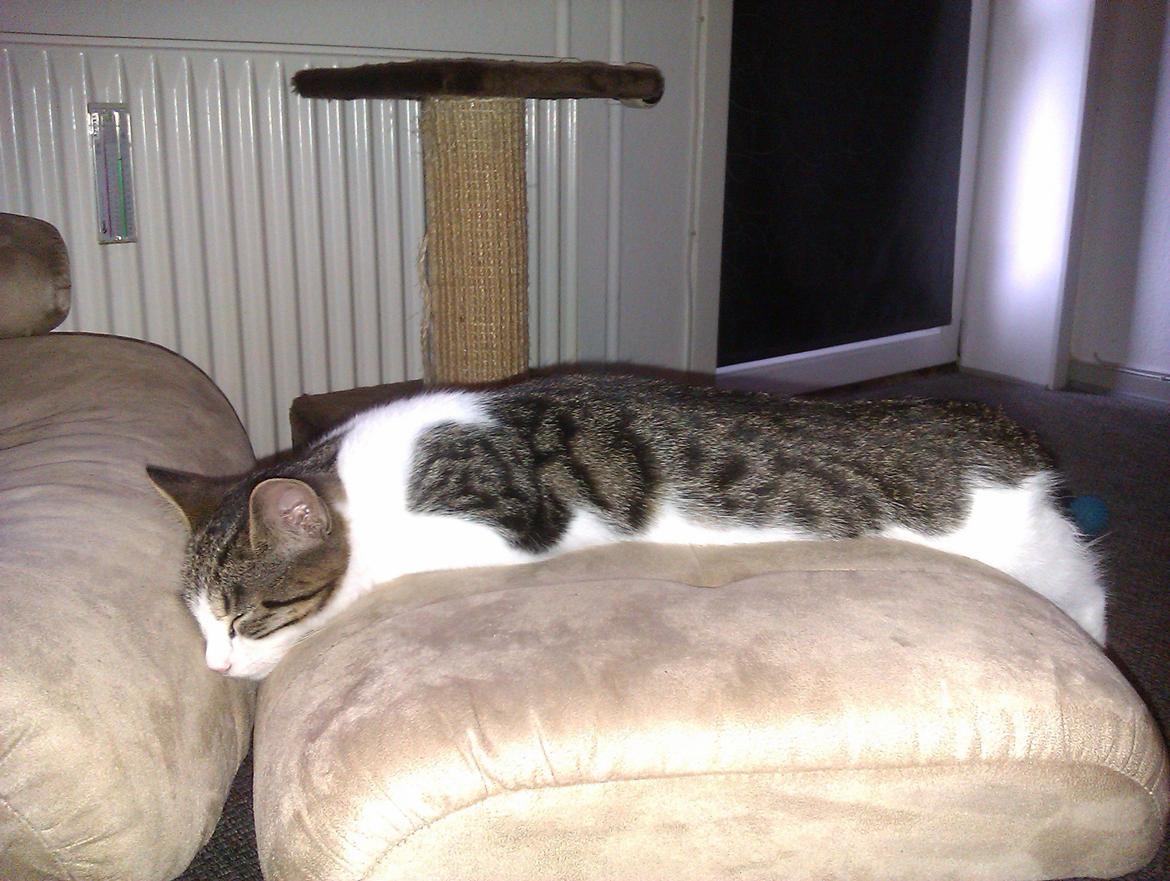 Huskat Batman billede 2