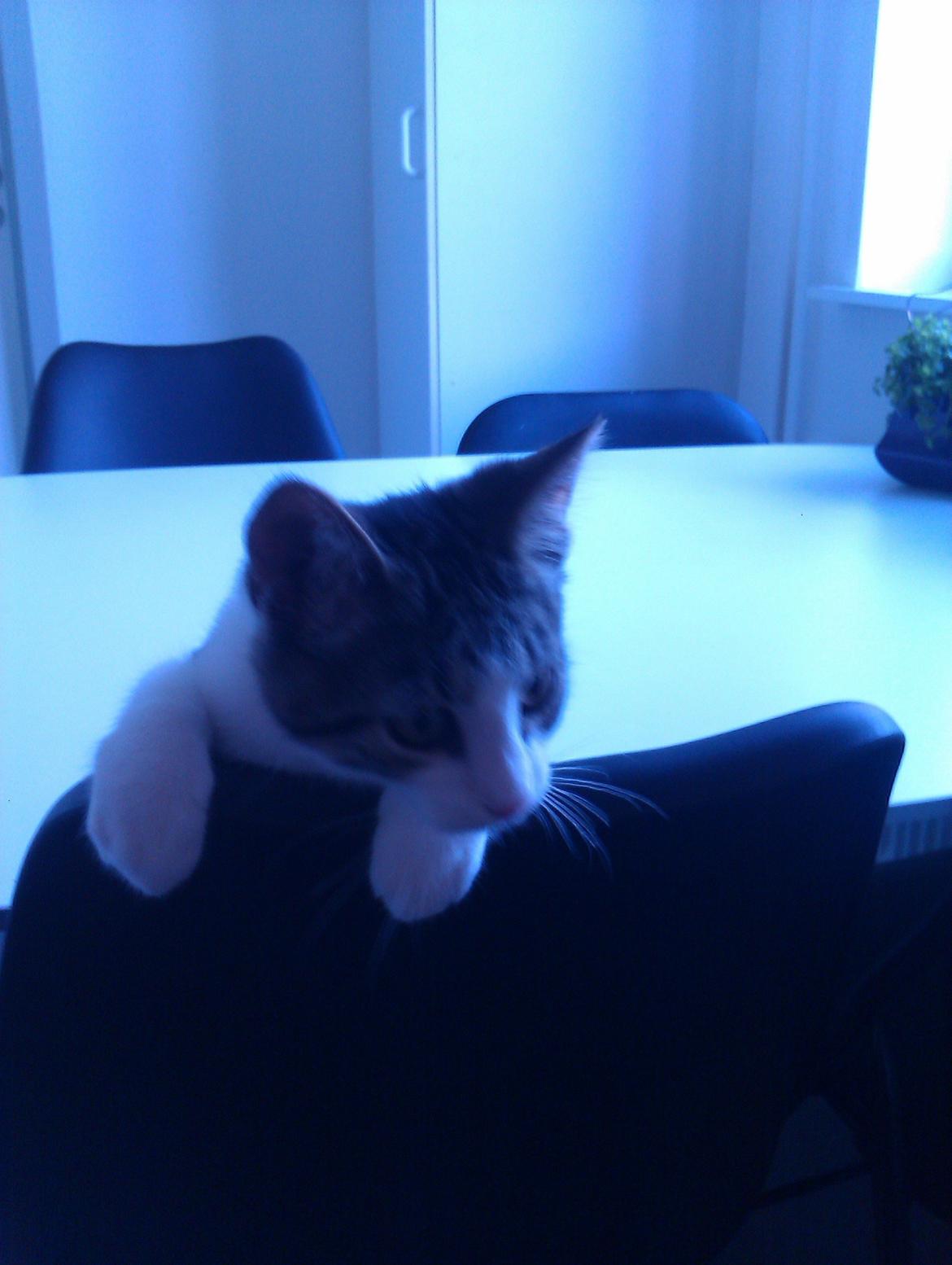 Huskat Batman billede 3