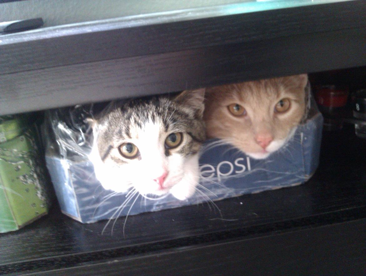 Huskat Batman billede 4