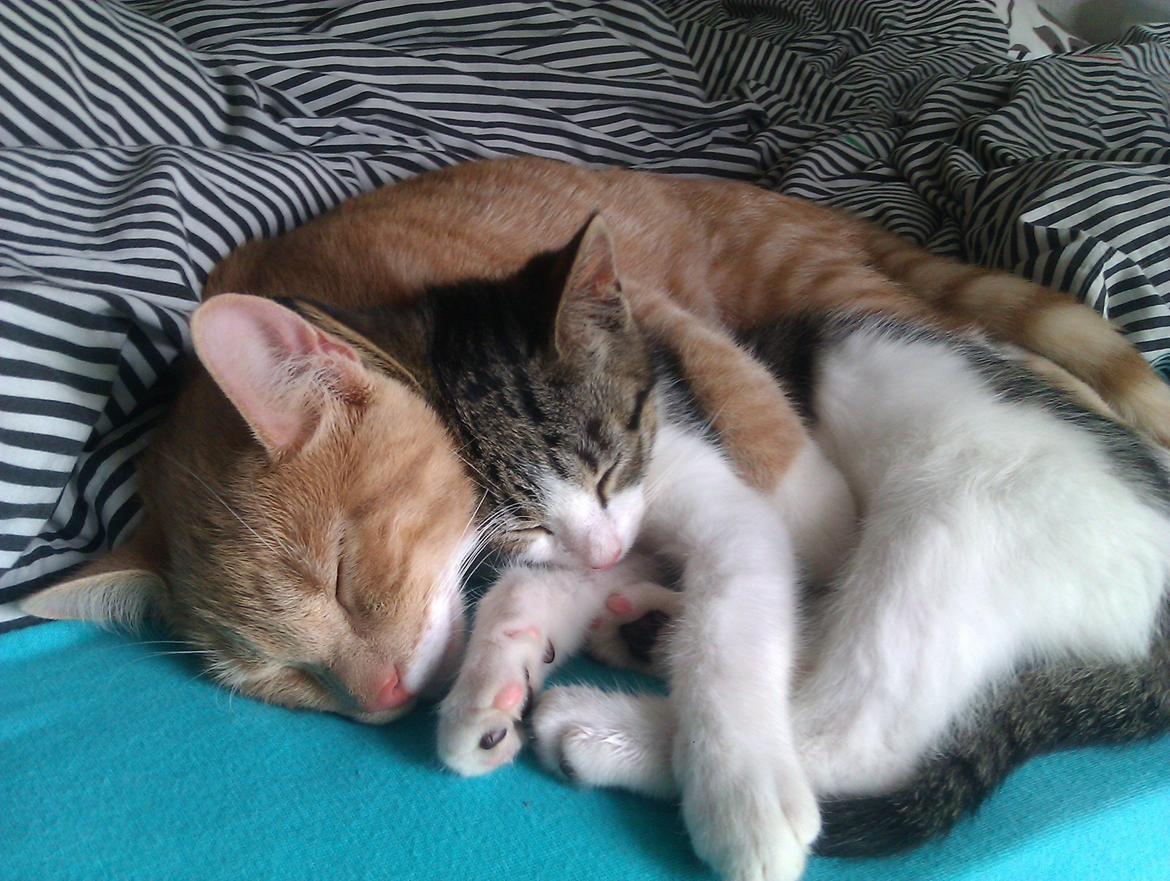 Huskat Batman billede 5