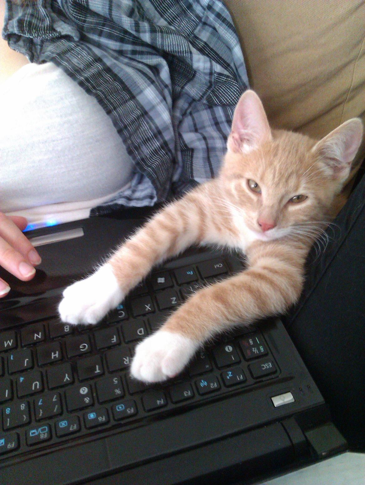 Huskat Samson billede 2