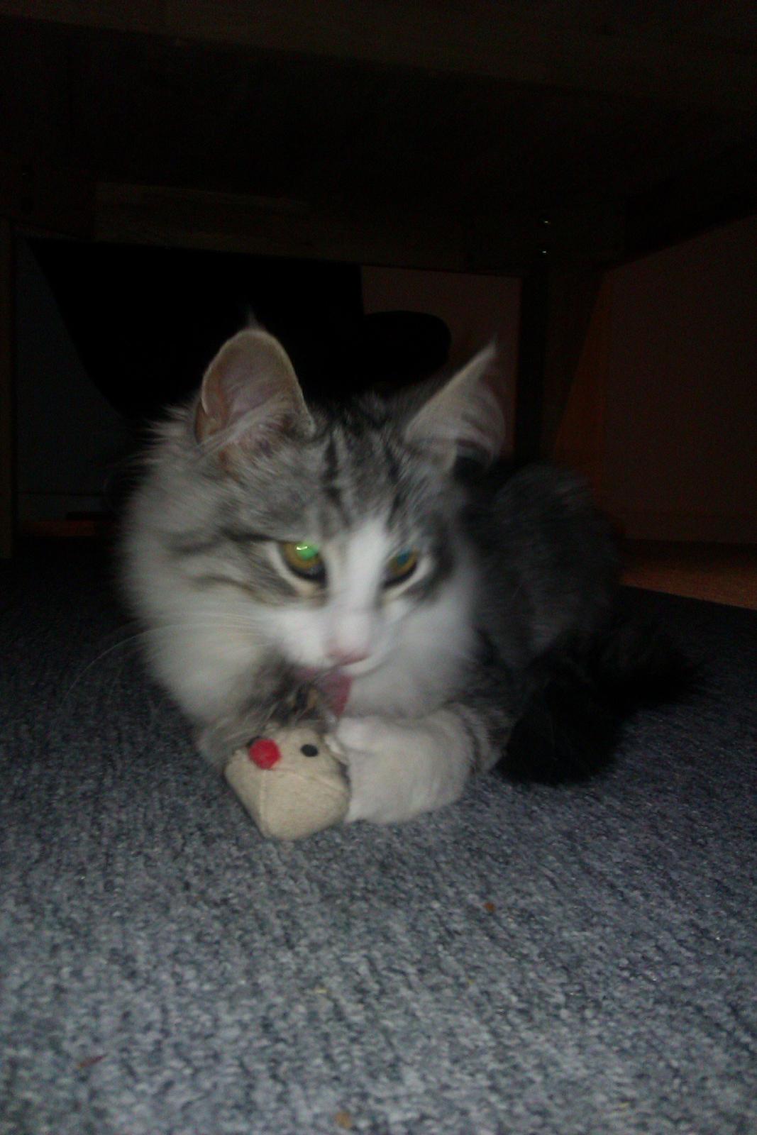 Norsk Skovkat Librians Skade billede 1