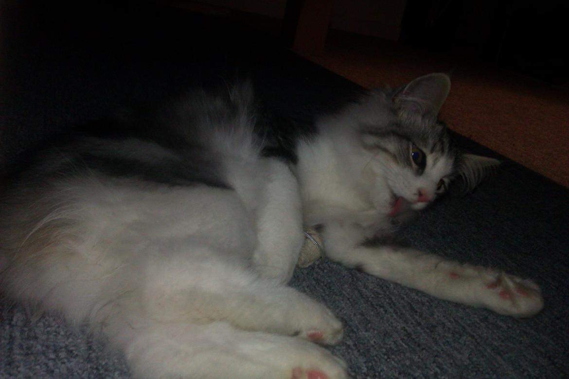 Norsk Skovkat Librians Skade billede 3