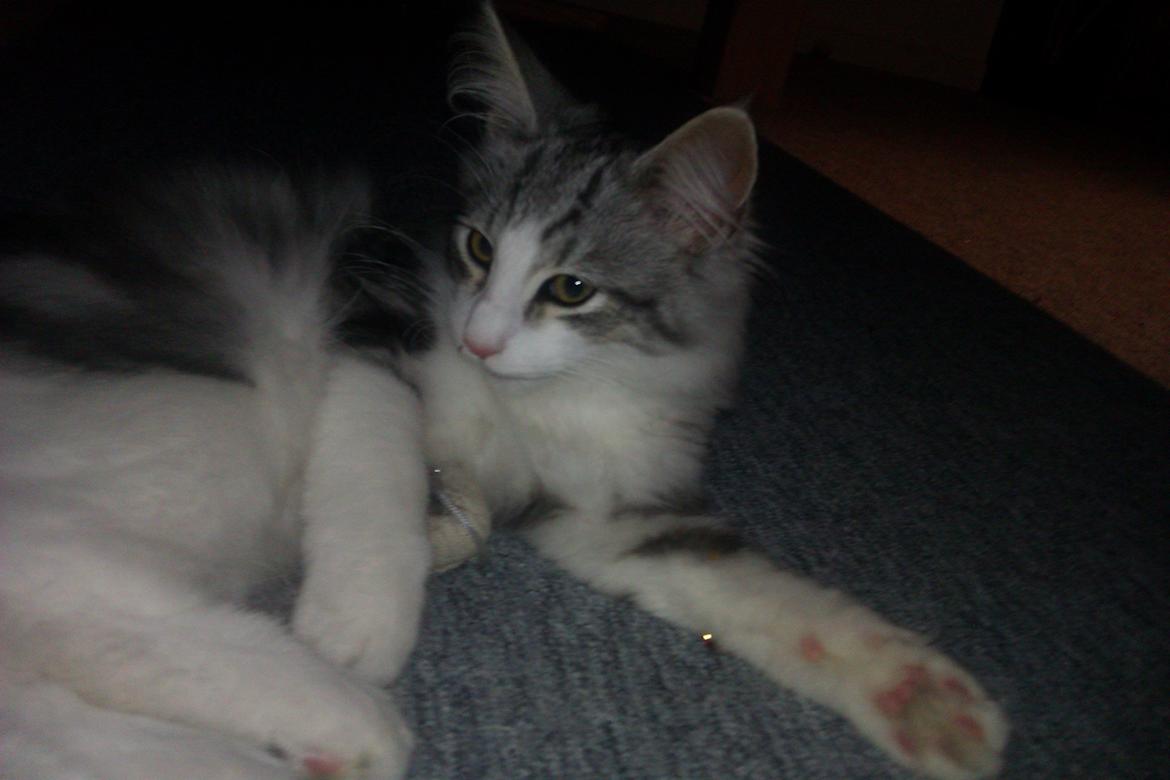 Norsk Skovkat Librians Skade billede 2