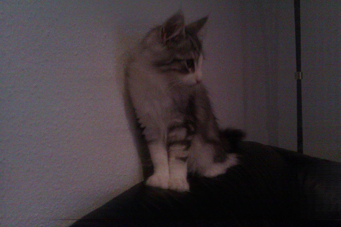 Norsk Skovkat Librians Skade billede 4