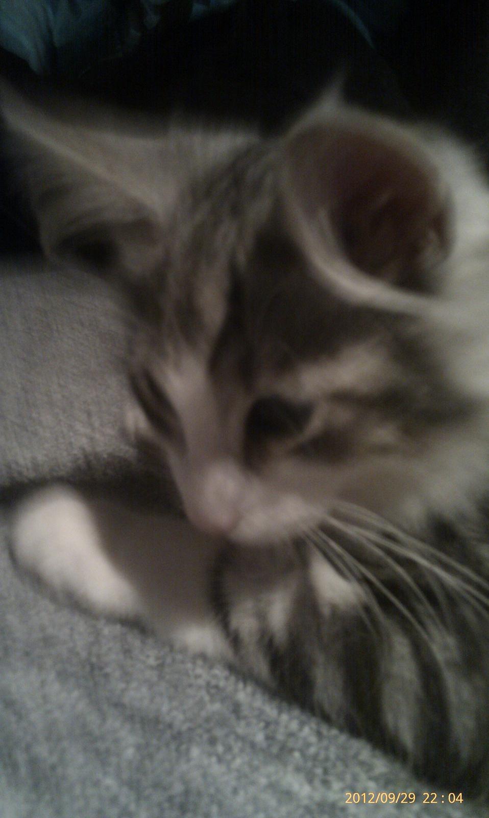 Norsk Skovkat Librians Skade billede 5