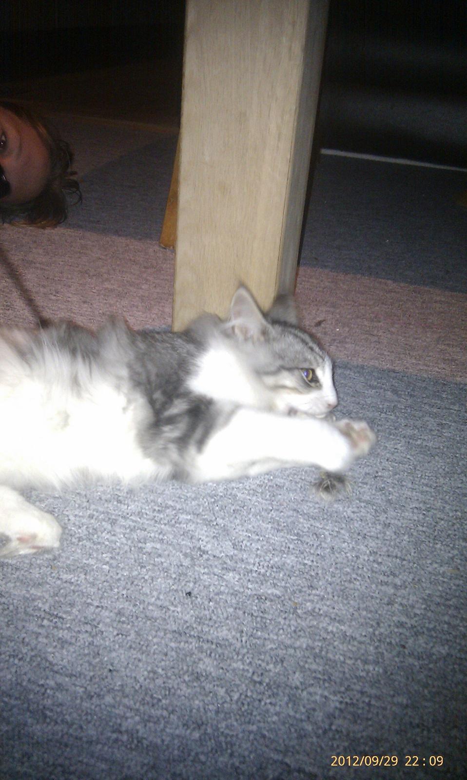 Norsk Skovkat Librians Skade billede 6