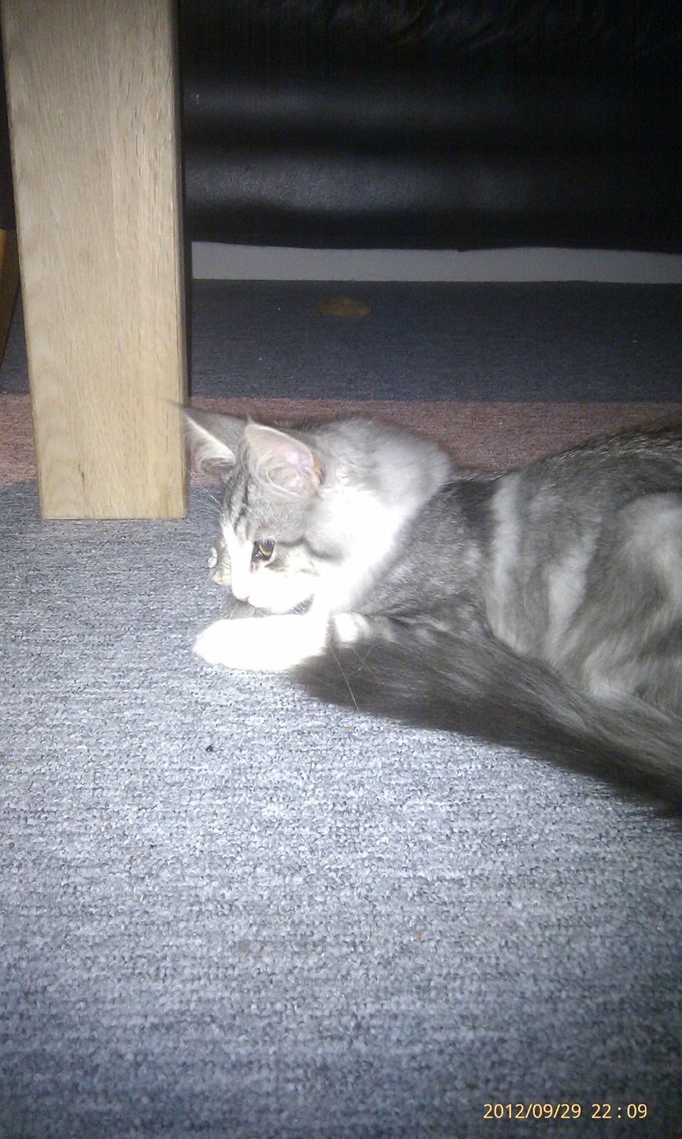 Norsk Skovkat Librians Skade billede 8