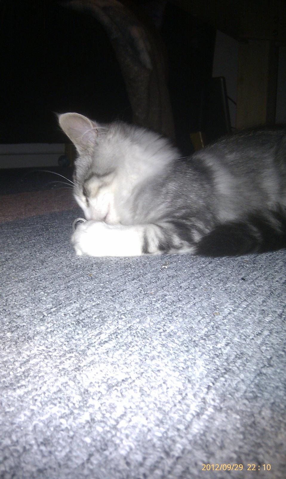 Norsk Skovkat Librians Skade billede 7