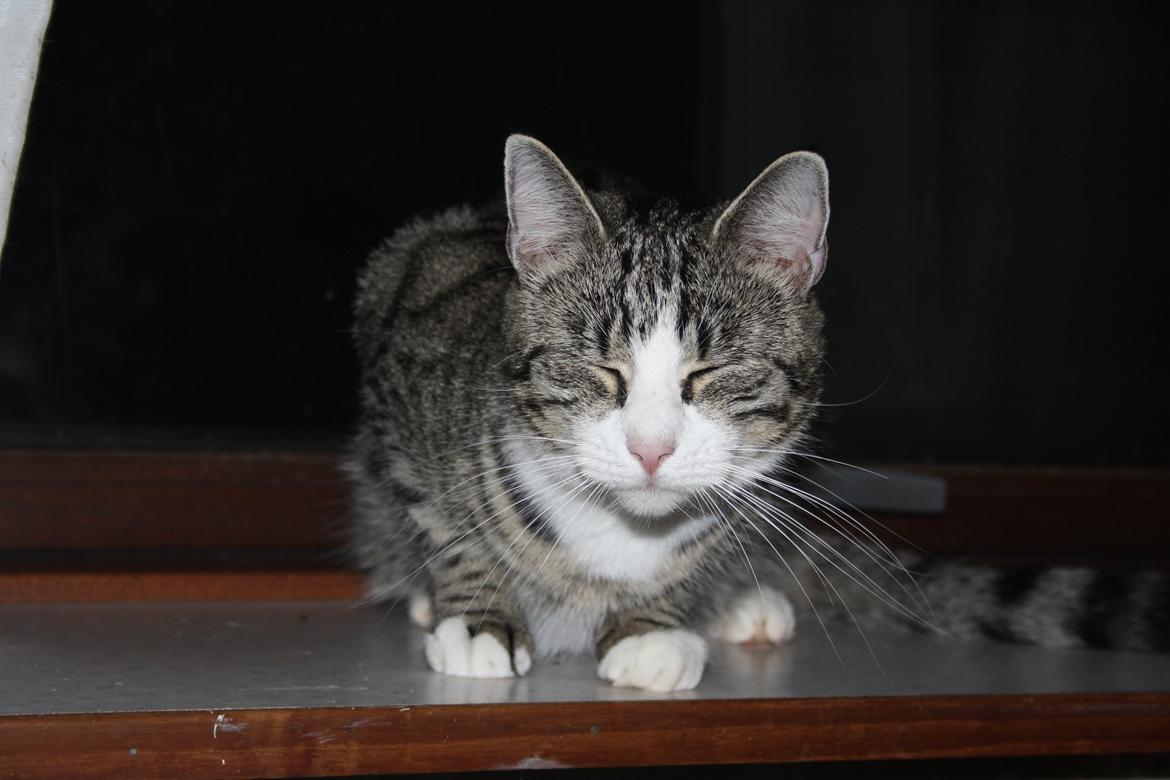 Huskat Freja billede 1