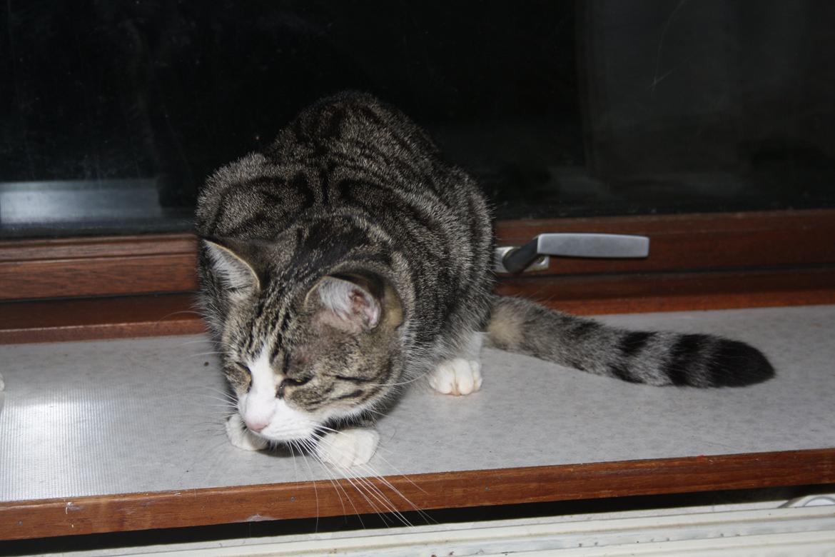 Huskat Freja billede 2