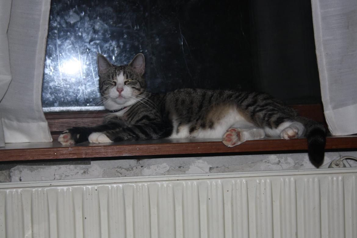 Huskat Freja billede 3