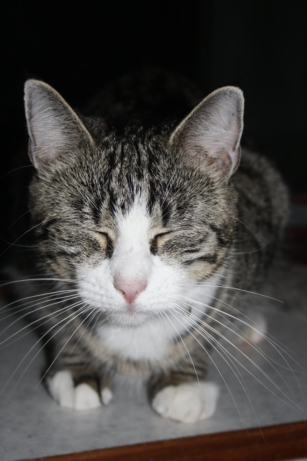 Huskat Freja billede 4