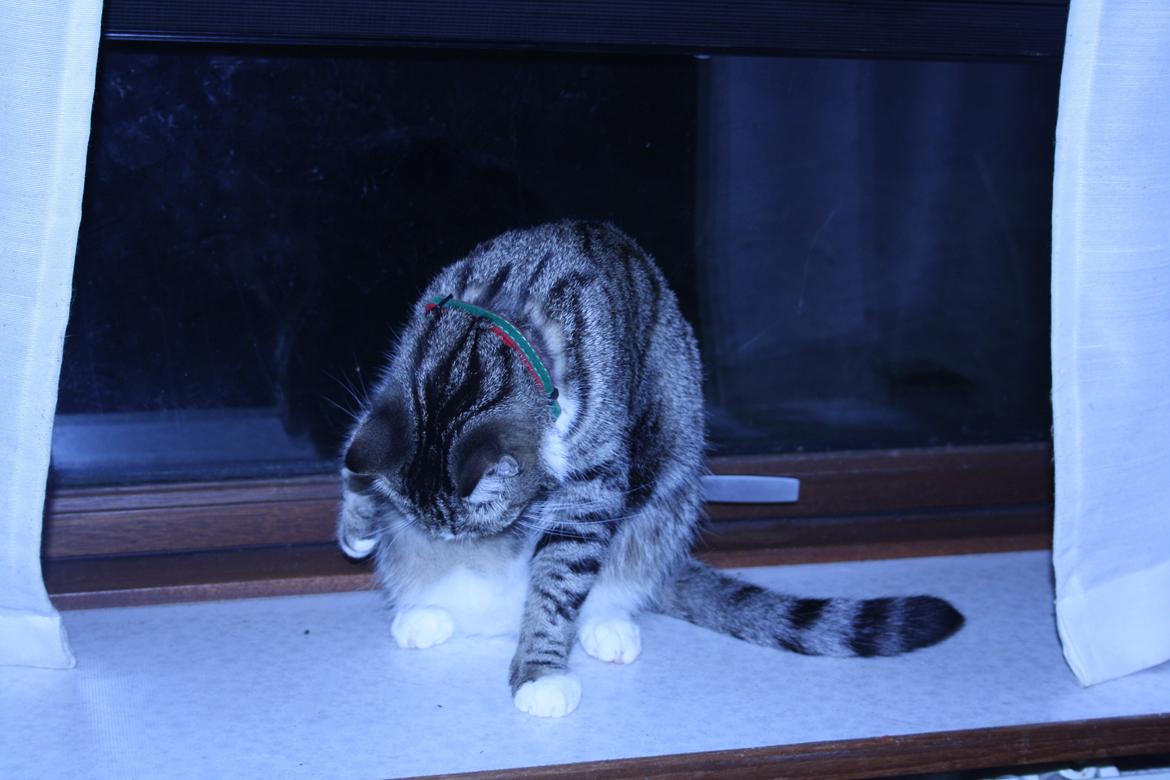 Huskat Freja billede 5