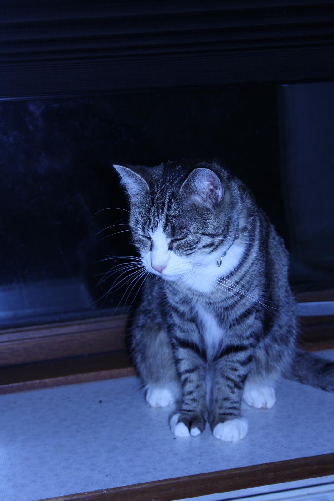 Huskat Freja billede 6