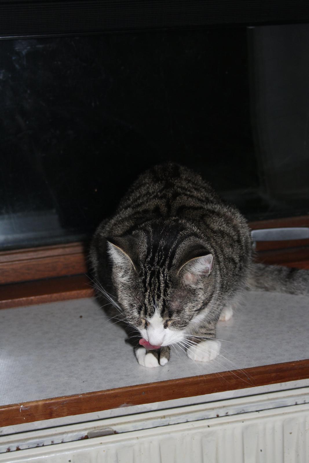 Huskat Freja billede 7