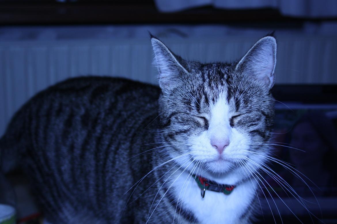 Huskat Freja billede 8