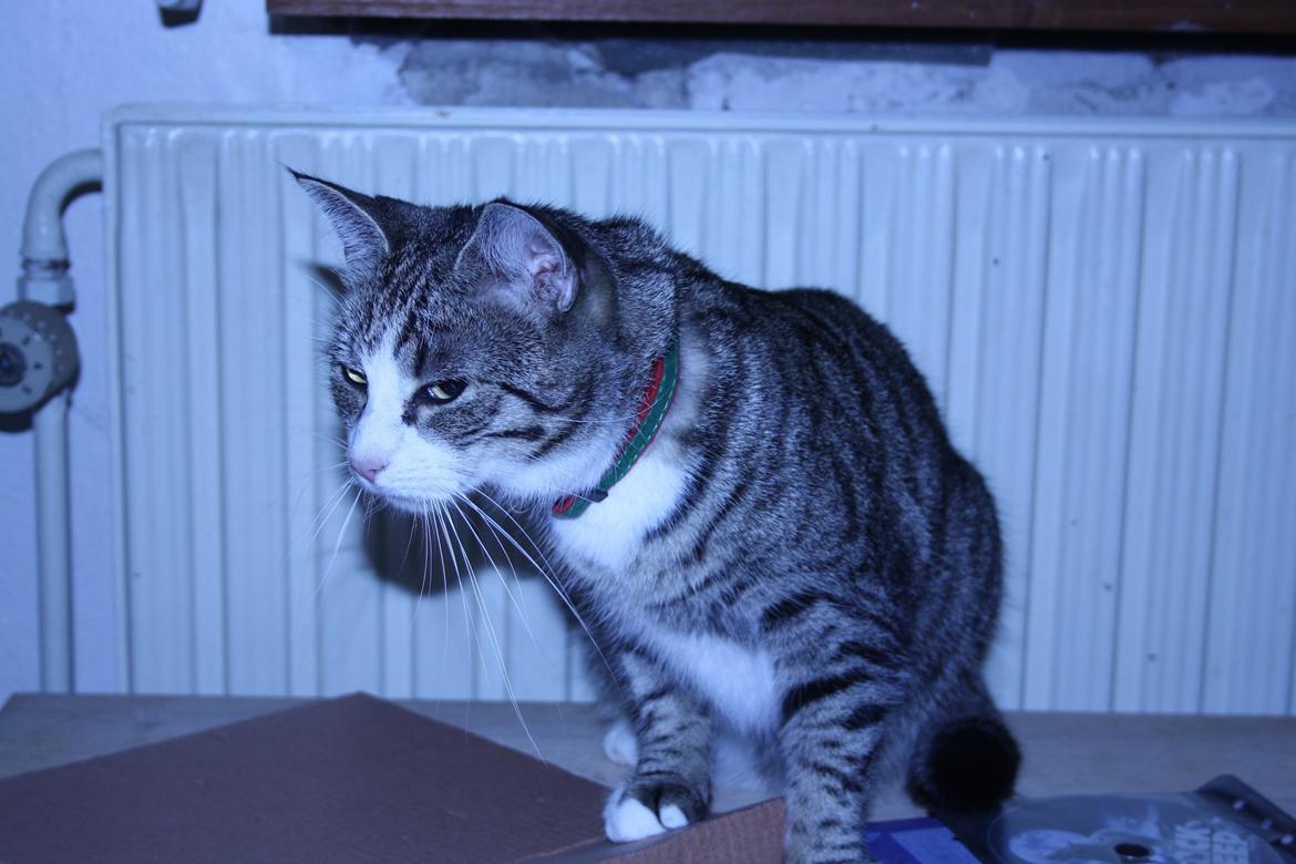 Huskat Freja billede 9