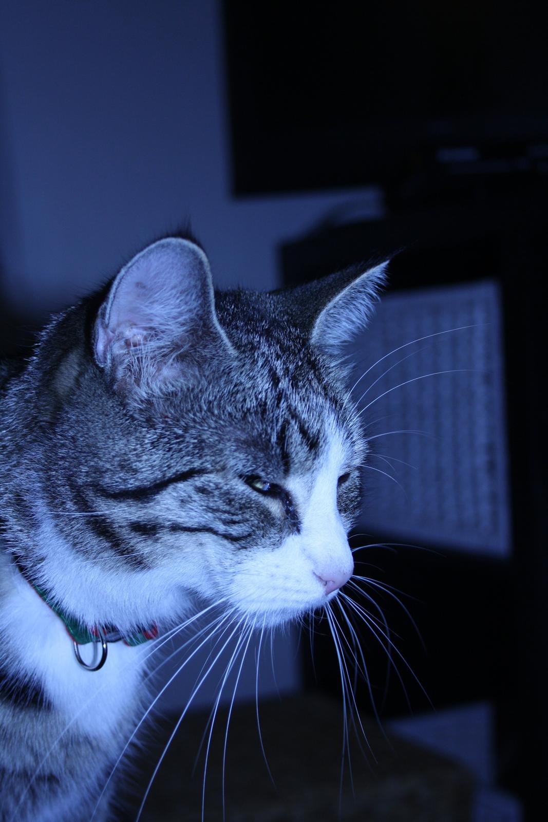 Huskat Freja billede 10