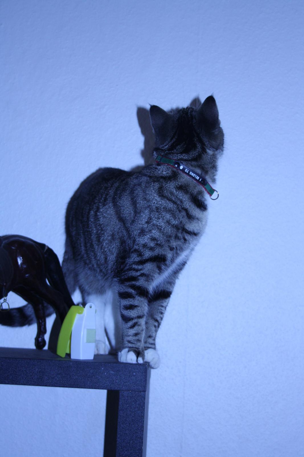 Huskat Freja billede 11