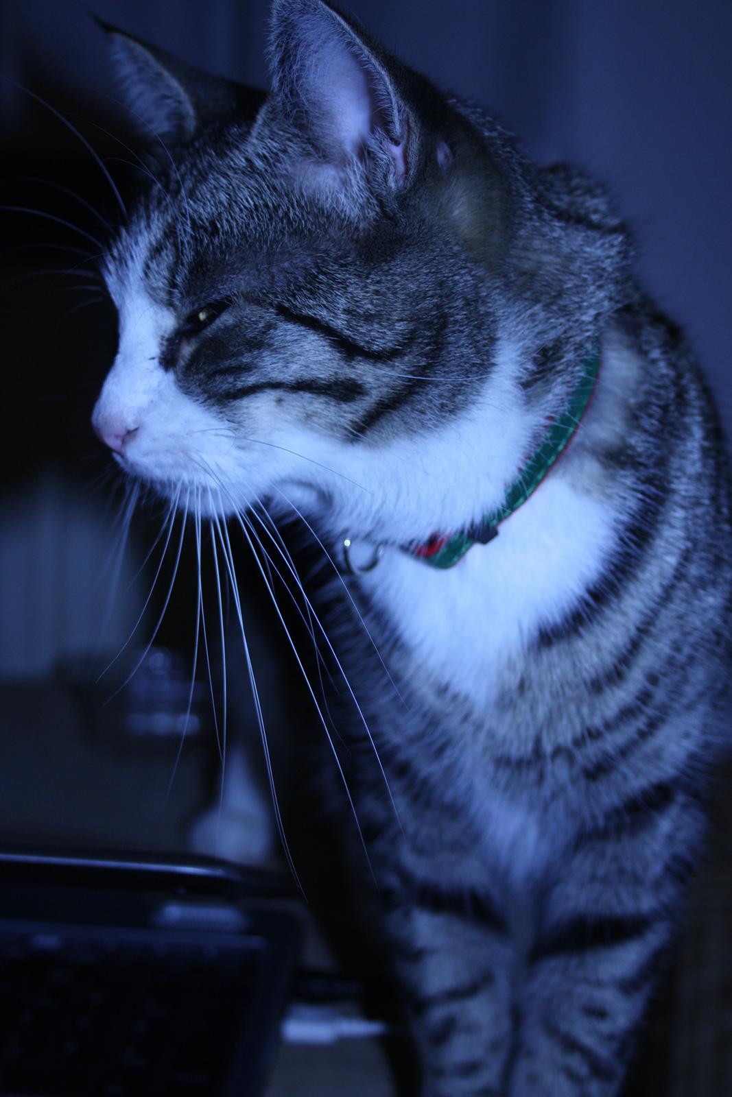 Huskat Freja billede 12