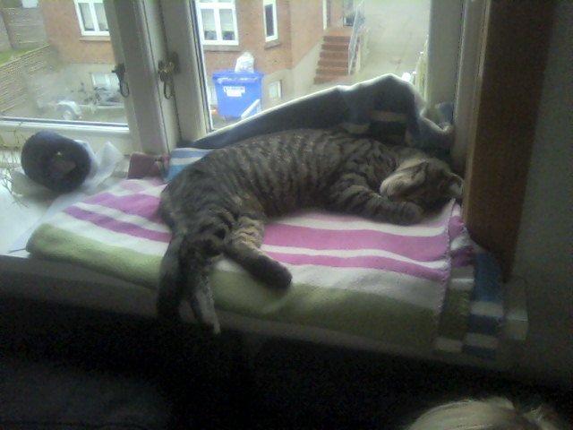 Huskat /Maine coon - Mille <3 billede 9