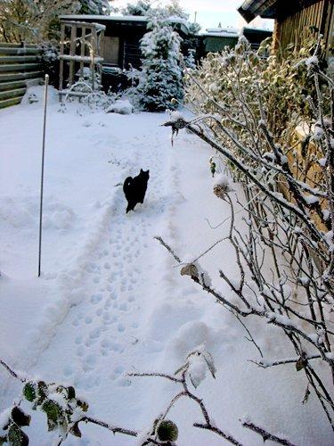 Huskat Jack billede 1