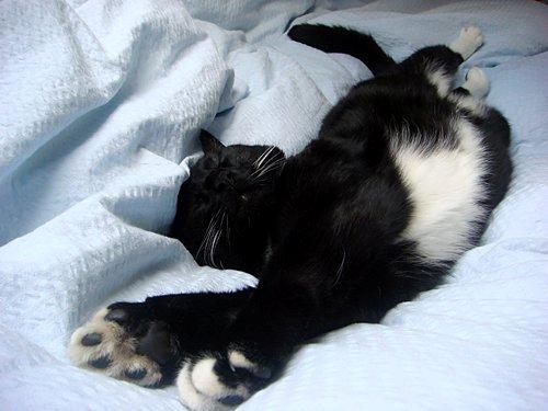 Huskat Jack billede 2