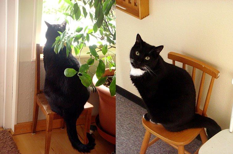 Huskat Jack - Den lille prut på den lille stol  billede 3