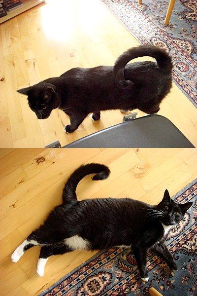 Huskat Jack billede 4