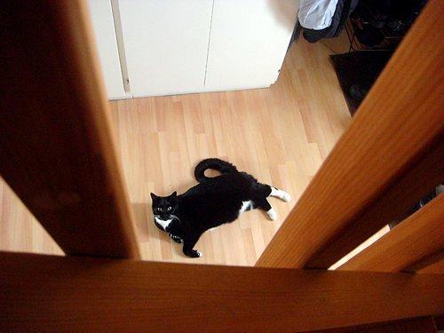 Huskat Jack - Han ligger gerne midt i rummet :D billede 5