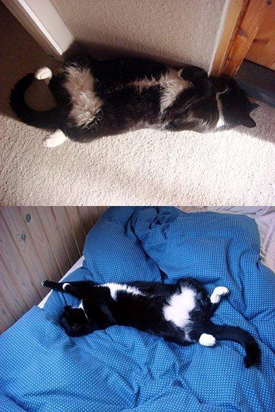 Huskat Jack - Jacks yndlings soveposition billede 6