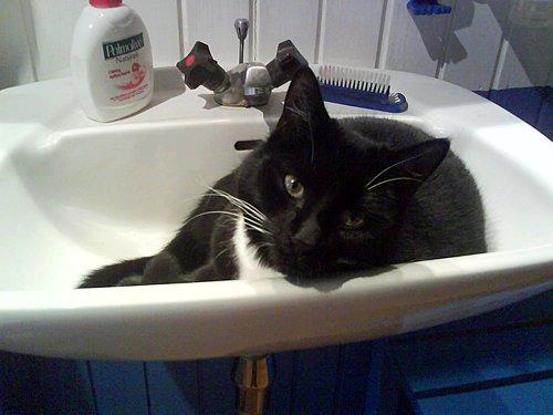 Huskat Jack - Endnu et yndlings-sted for Jack :) billede 7