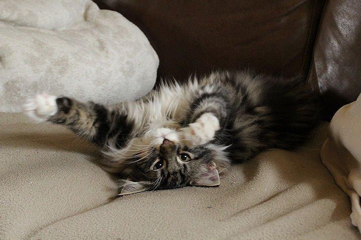 Norsk Skovkat Glossy Lily av Skandikatt billede 1