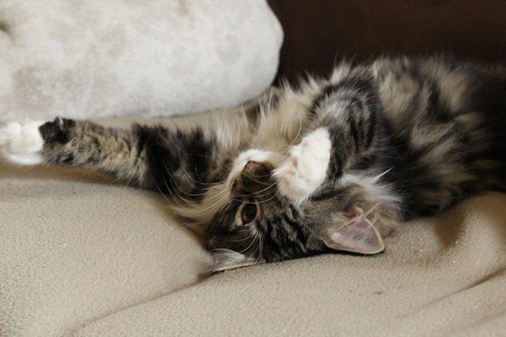 Norsk Skovkat Glossy Lily av Skandikatt billede 2