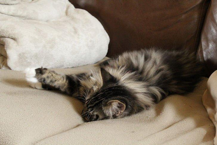 Norsk Skovkat Glossy Lily av Skandikatt billede 3