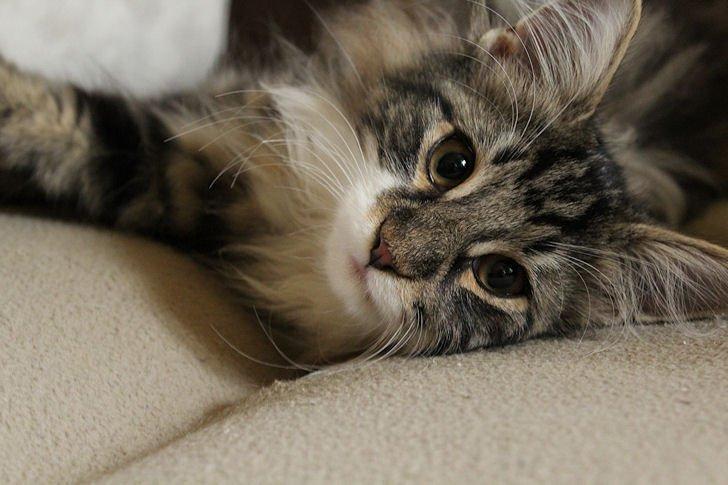 Norsk Skovkat Glossy Lily av Skandikatt billede 4