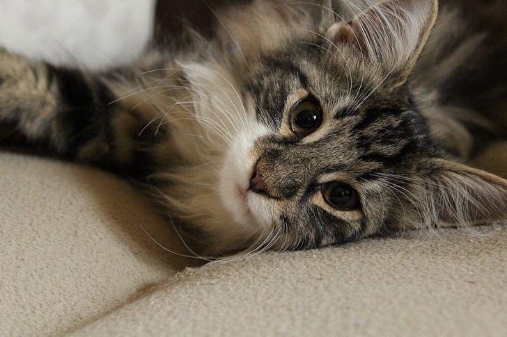 Norsk Skovkat Glossy Lily av Skandikatt billede 5