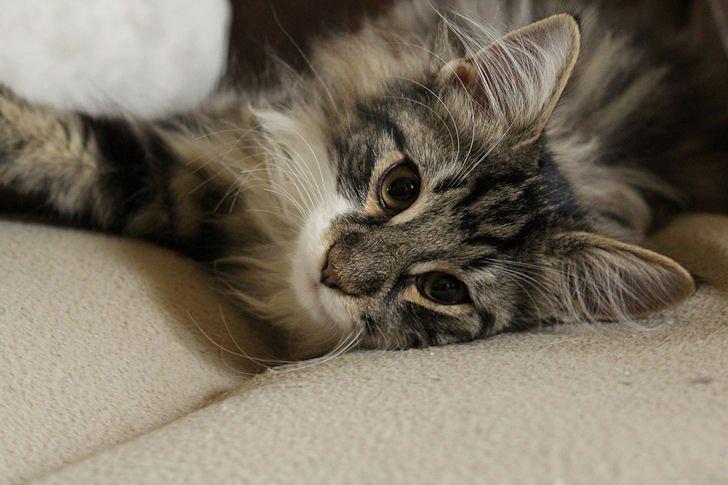 Norsk Skovkat Glossy Lily av Skandikatt billede 6