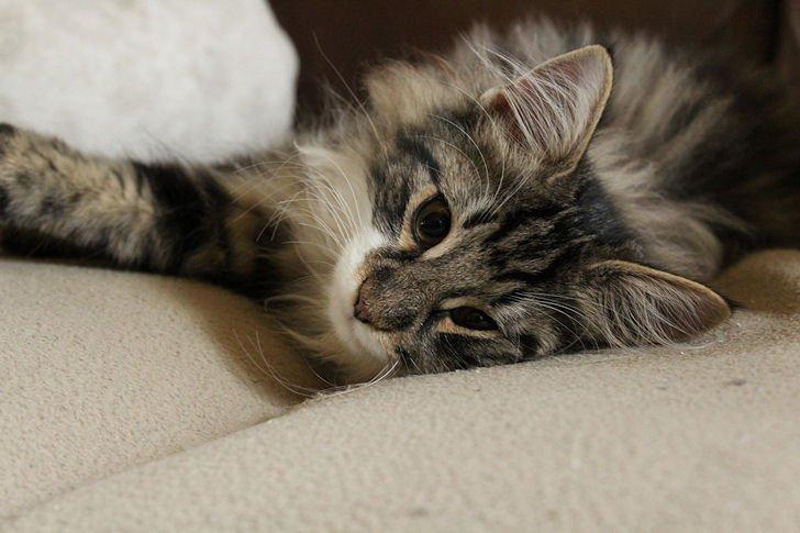 Norsk Skovkat Glossy Lily av Skandikatt billede 7