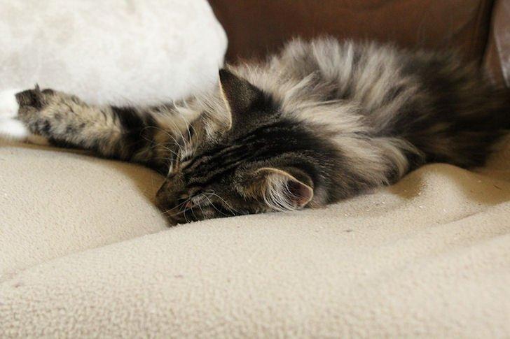 Norsk Skovkat Glossy Lily av Skandikatt billede 8