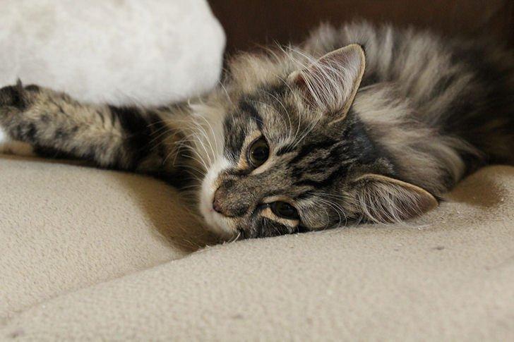 Norsk Skovkat Glossy Lily av Skandikatt billede 9