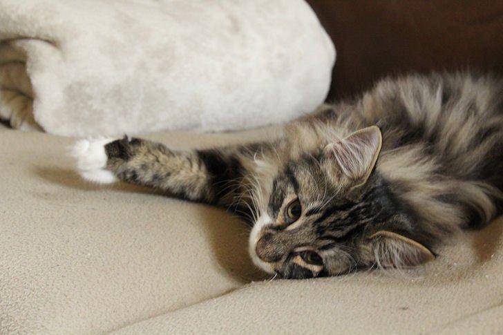 Norsk Skovkat Glossy Lily av Skandikatt billede 10