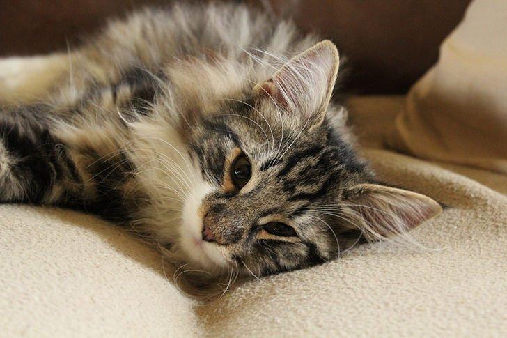 Norsk Skovkat Glossy Lily av Skandikatt billede 11