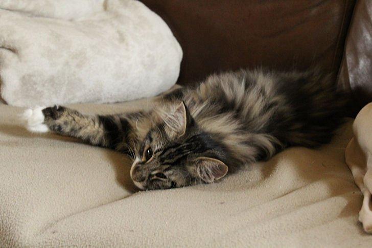 Norsk Skovkat Glossy Lily av Skandikatt billede 12