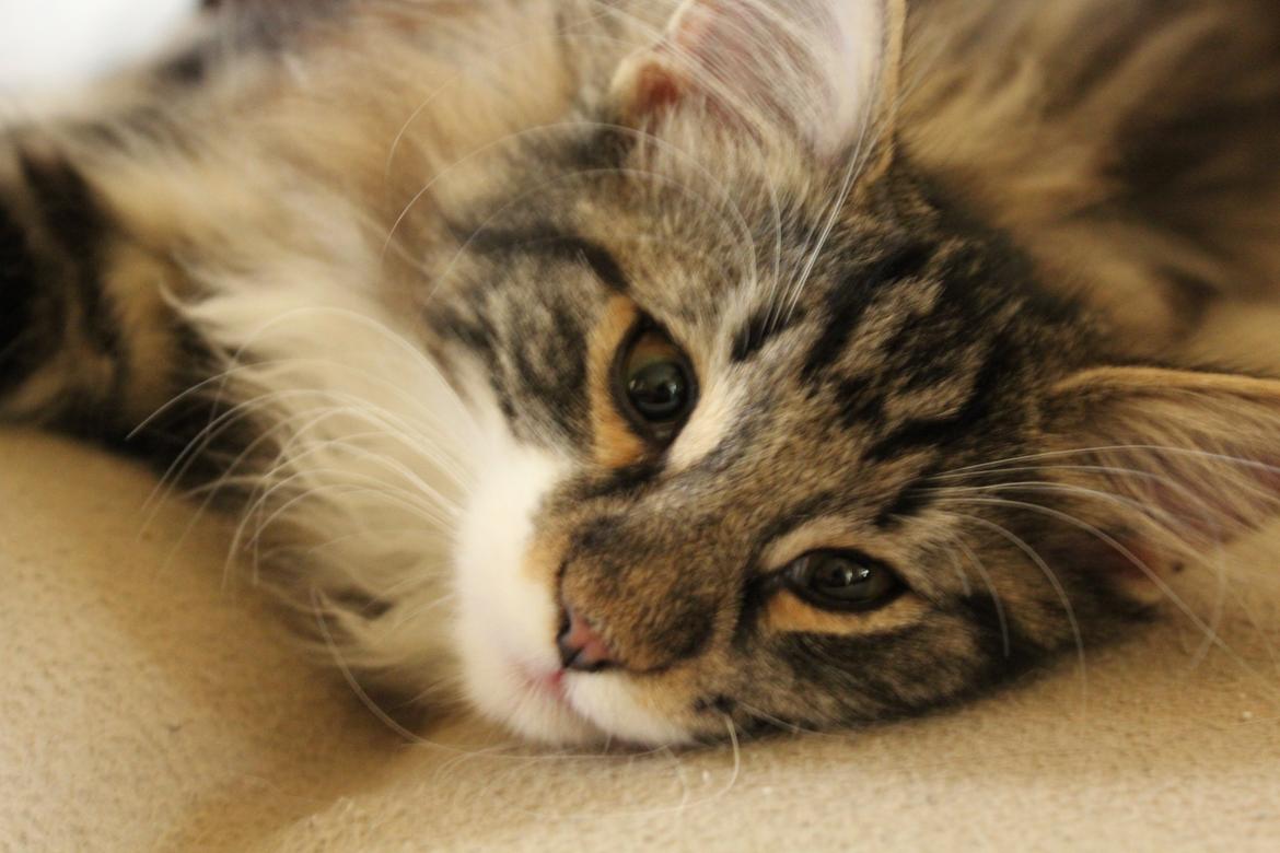 Norsk Skovkat Glossy Lily av Skandikatt billede 13