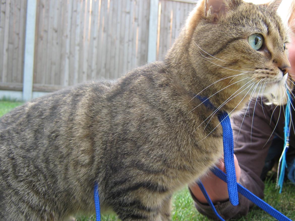 Blanding af racer Chili billede 1