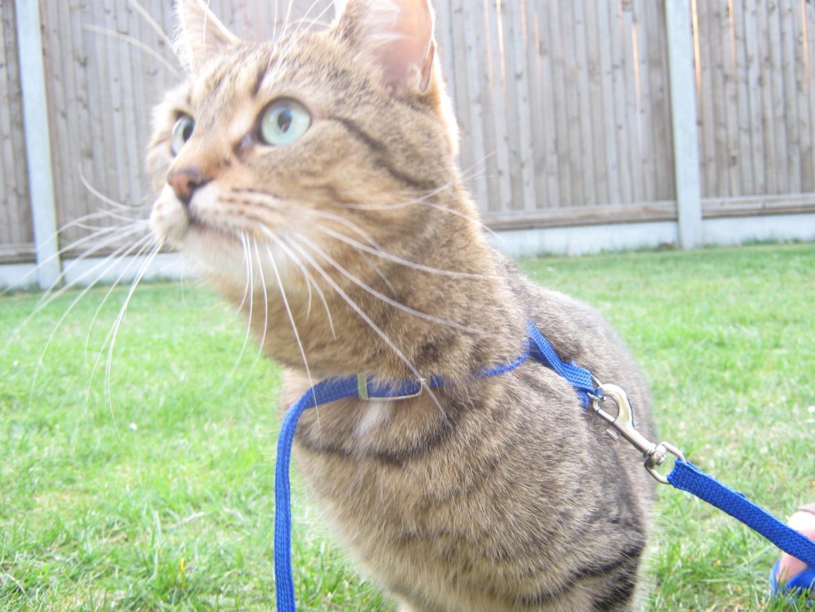 Blanding af racer Chili billede 2