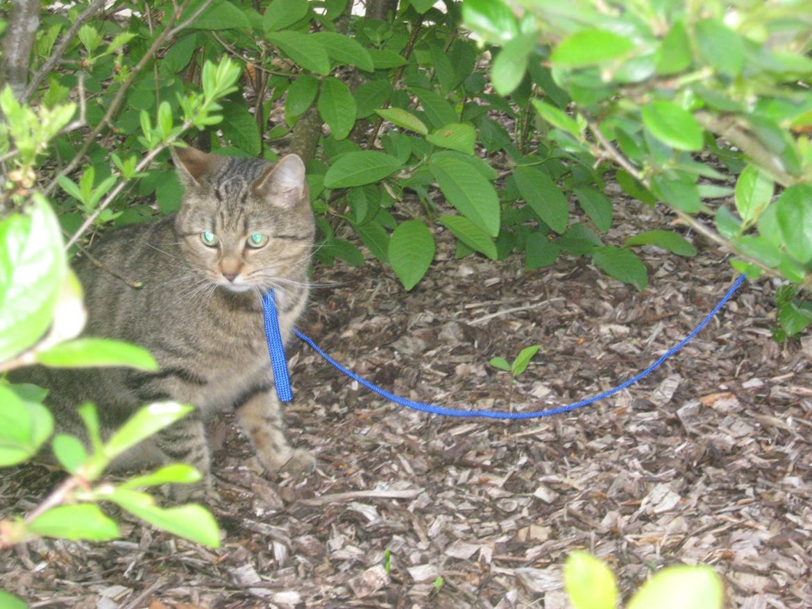 Blanding af racer Chili billede 3