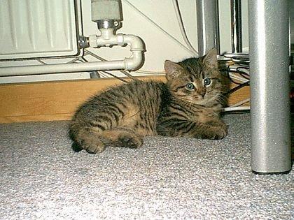 Blanding af racer Chili billede 5